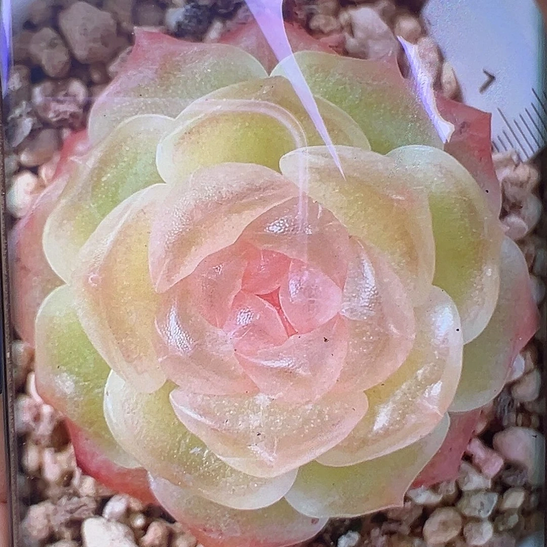 风花雪月灯状态图