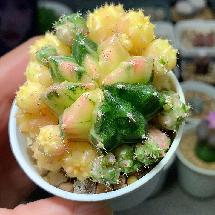 精品多肉植物精品多肉