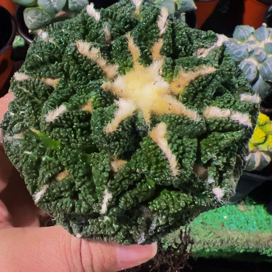 无花朵哥斯拉颗粒辛顿342