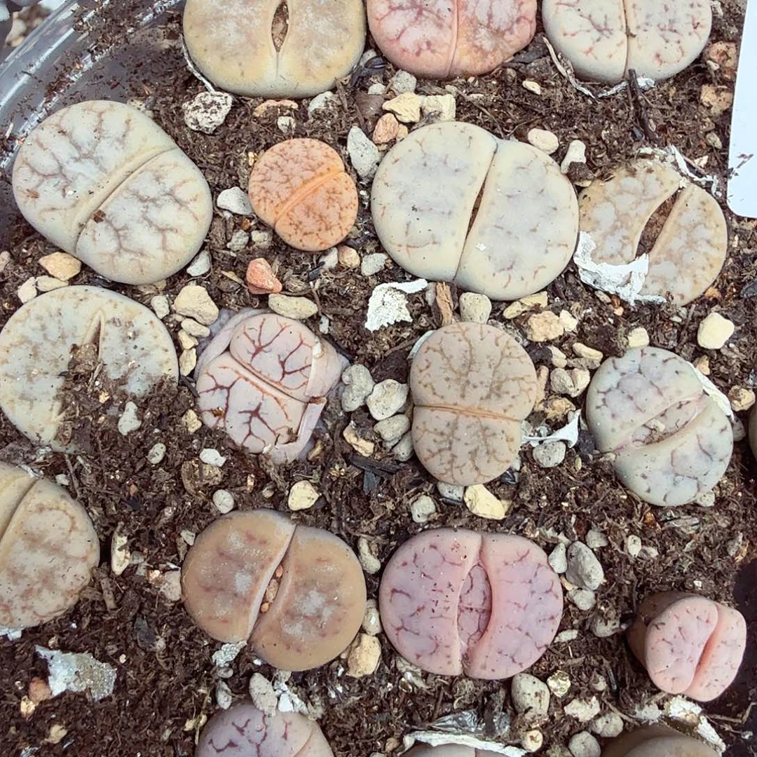 这个点睡一回是419好想