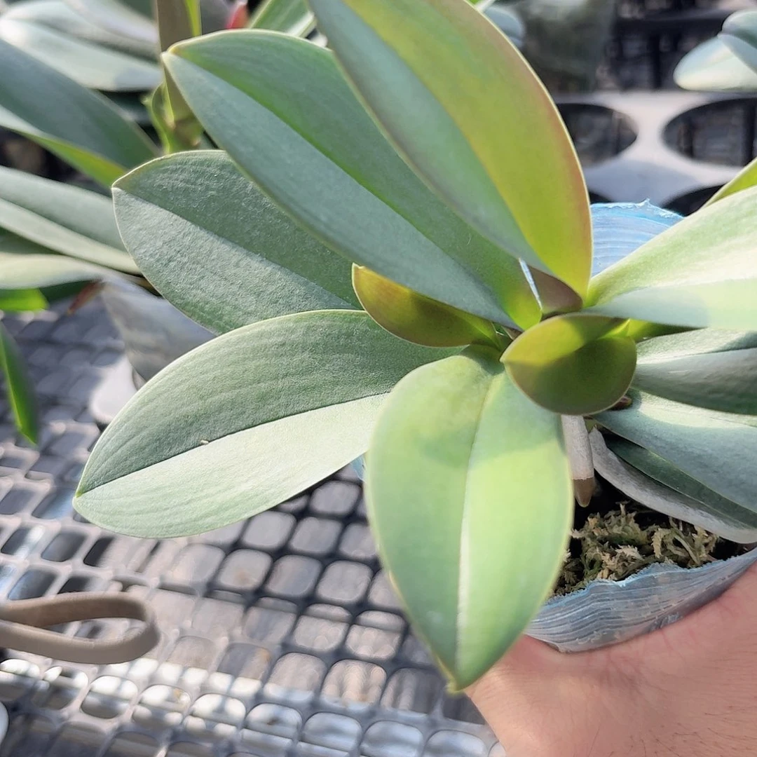 无花朵小叶新品1颗多头