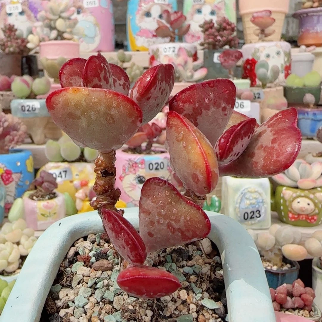 首选老桩爱心 盆口6cm