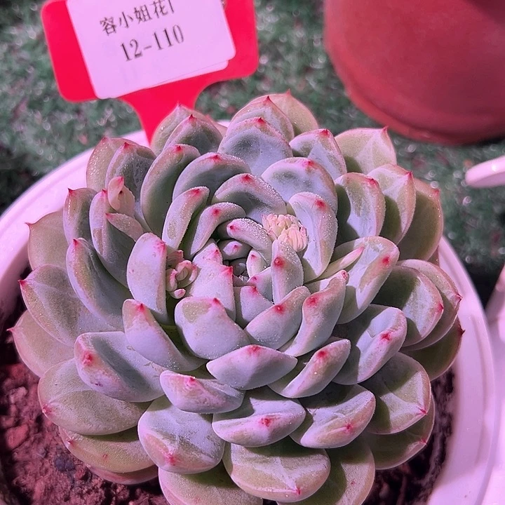 12.110雪花珍妮一个脱土