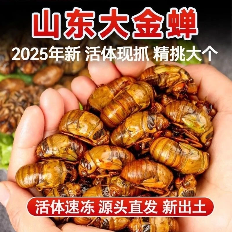 【大个头】山东新鲜金蝉知了猴节流龟爬叉猴鸡拉猴冷冻发货顺丰包邮