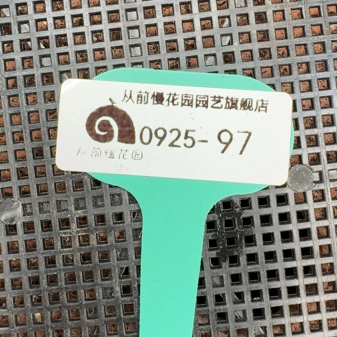 从前慢多肉精选编号0925.97