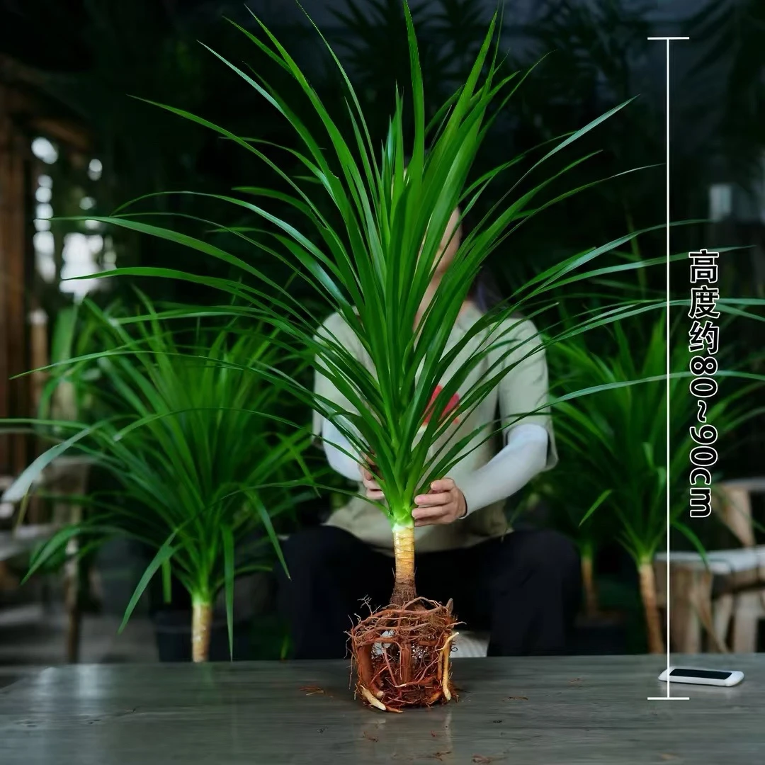 【不带瓶】黑珍珠龙血树80-90高水培大型盆栽客厅净化绿植基地发货