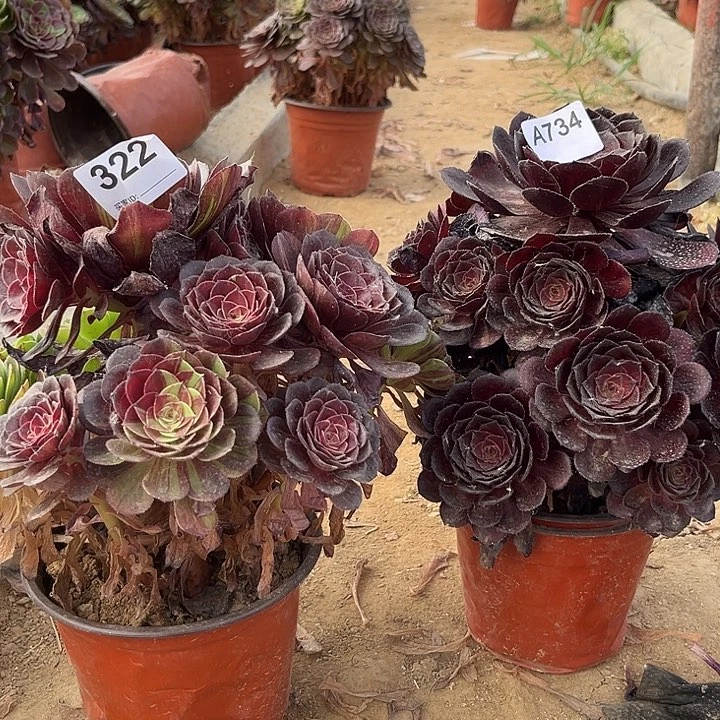 花月夜黑寡妇多肉322734