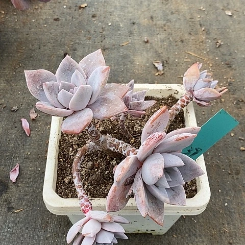 ღ*839多肉植物老桩