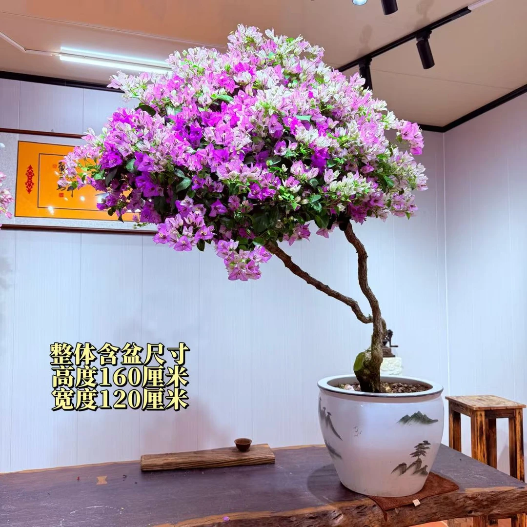 【楠山园艺】雪紫精品老桩三角梅盆景