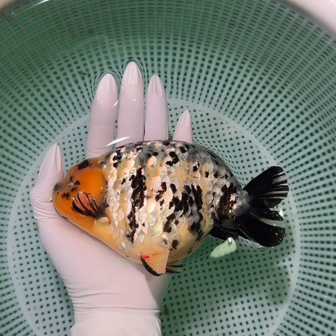 金鱼类不分公母12