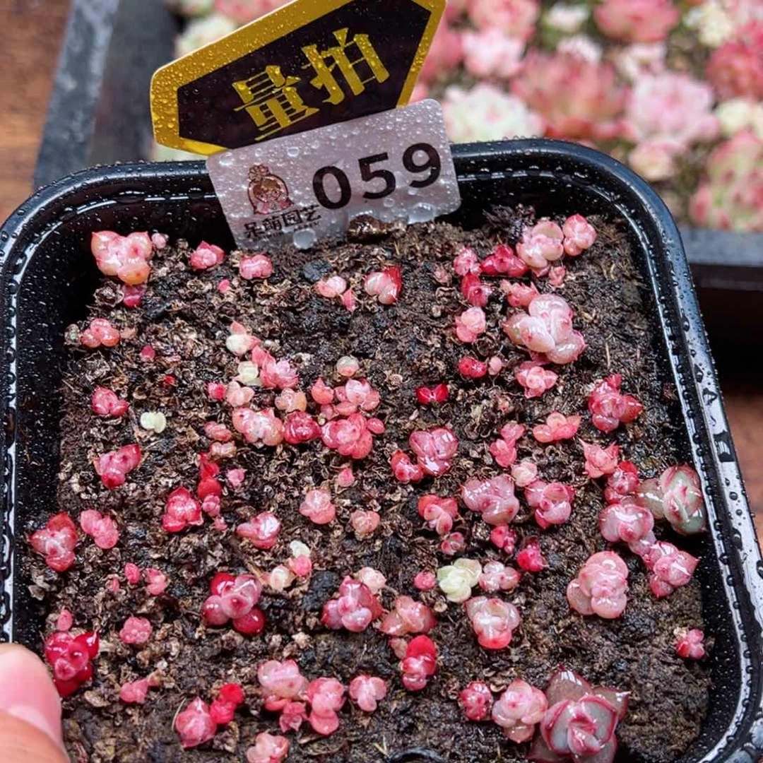 多肉植物多肉植物