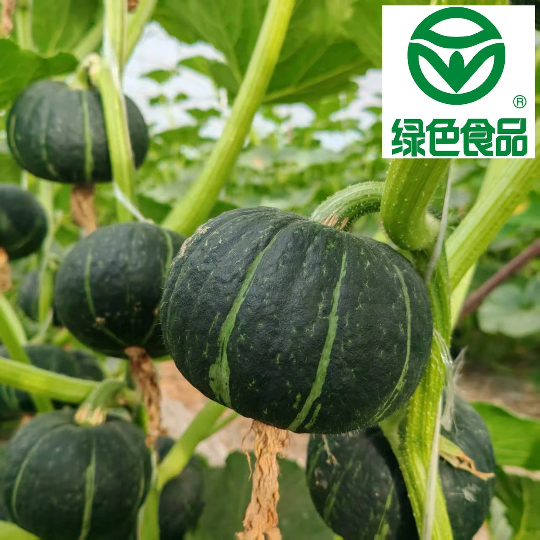 贝贝南瓜香甜粉糯新鲜现摘现发板栗味宝宝辅食粉糯香甜产地直发