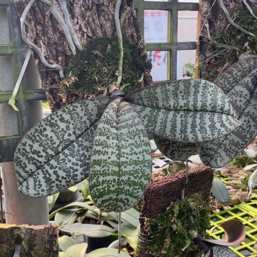 当前无花栽培后可以开花