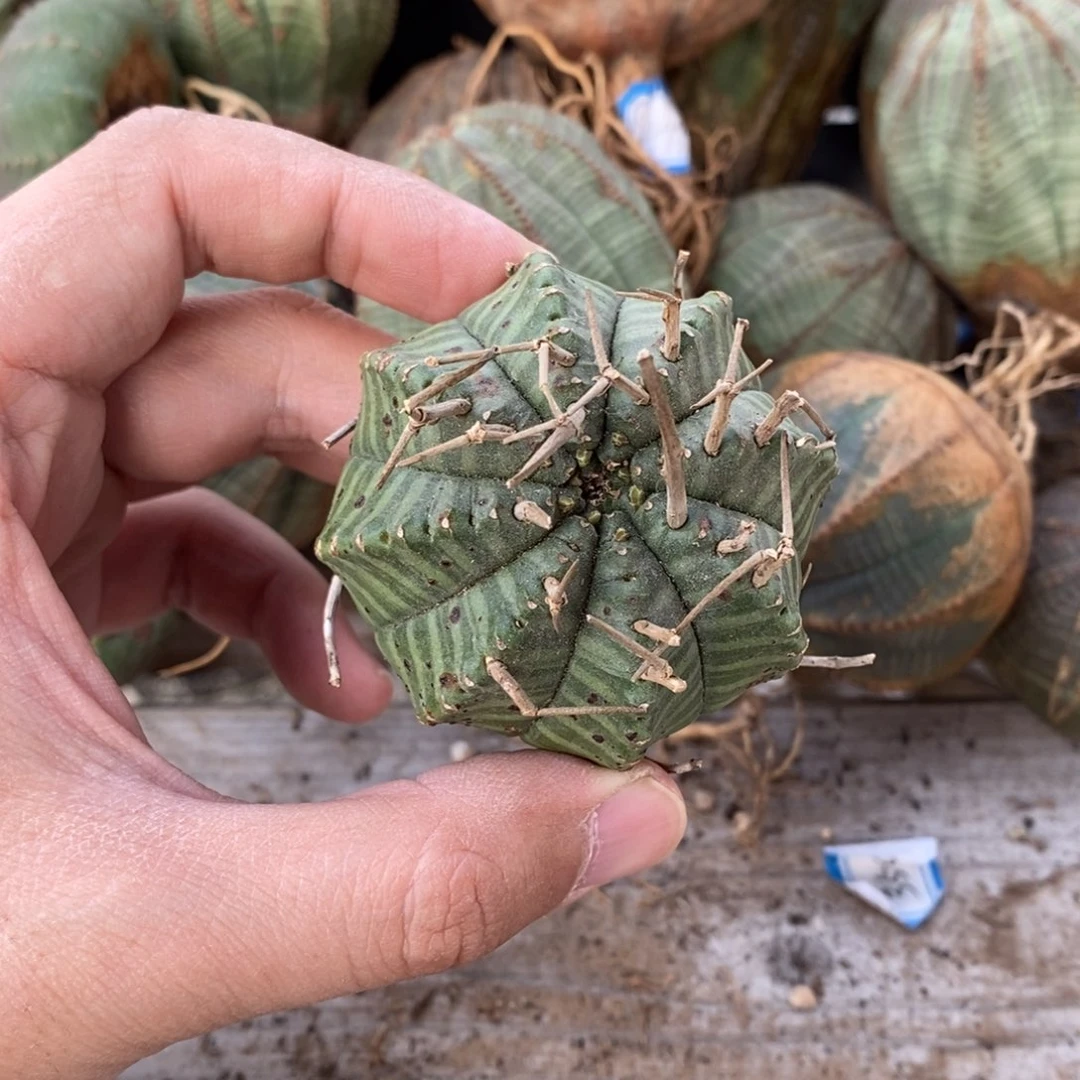 47 欧系实生布纹球多肉植物