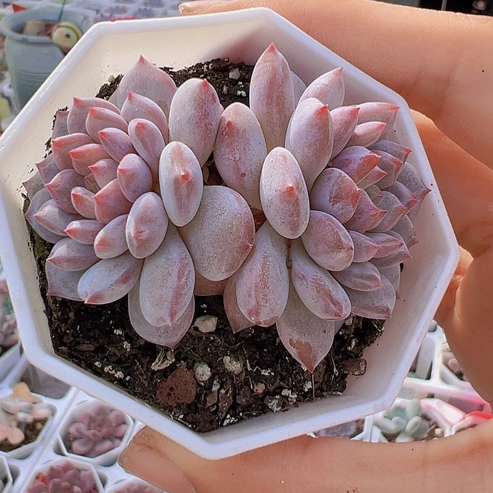 双头星星橙带盆19包邮