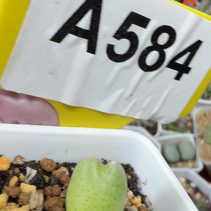 584mmnmmmmnnnnnnnnnnn.