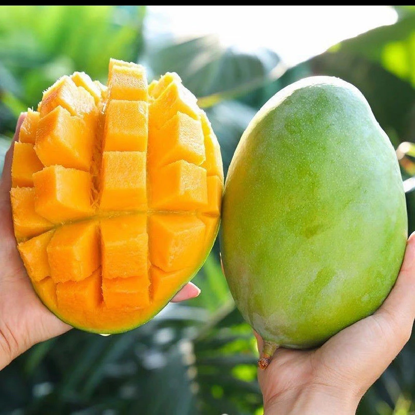 【坏果包赔】攀枝花市仁和区务本乡晚熟凯特芒果5斤9斤