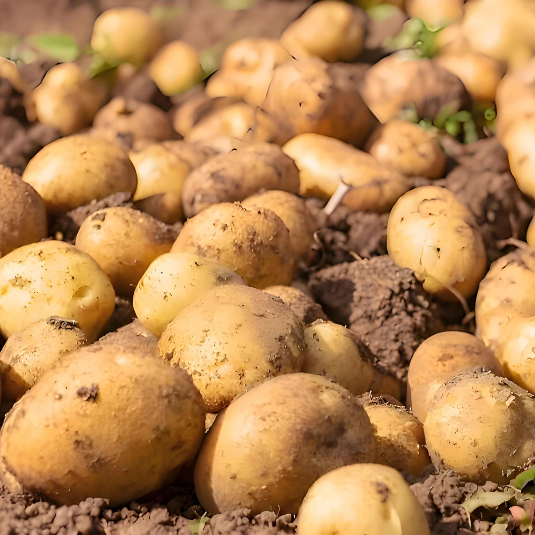 贵州威宁特产露天种植正宗憨包地瓜萝卜洋芋新土豆现挖现发