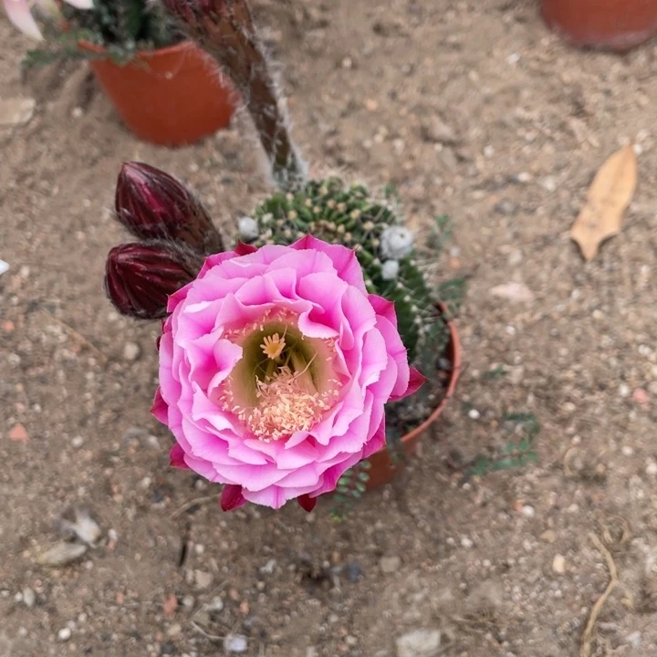 实生彩草图片这个