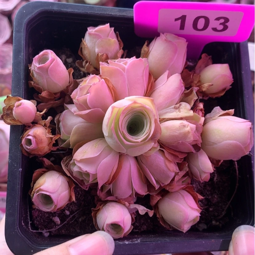 【闪购商品】姝帕103
