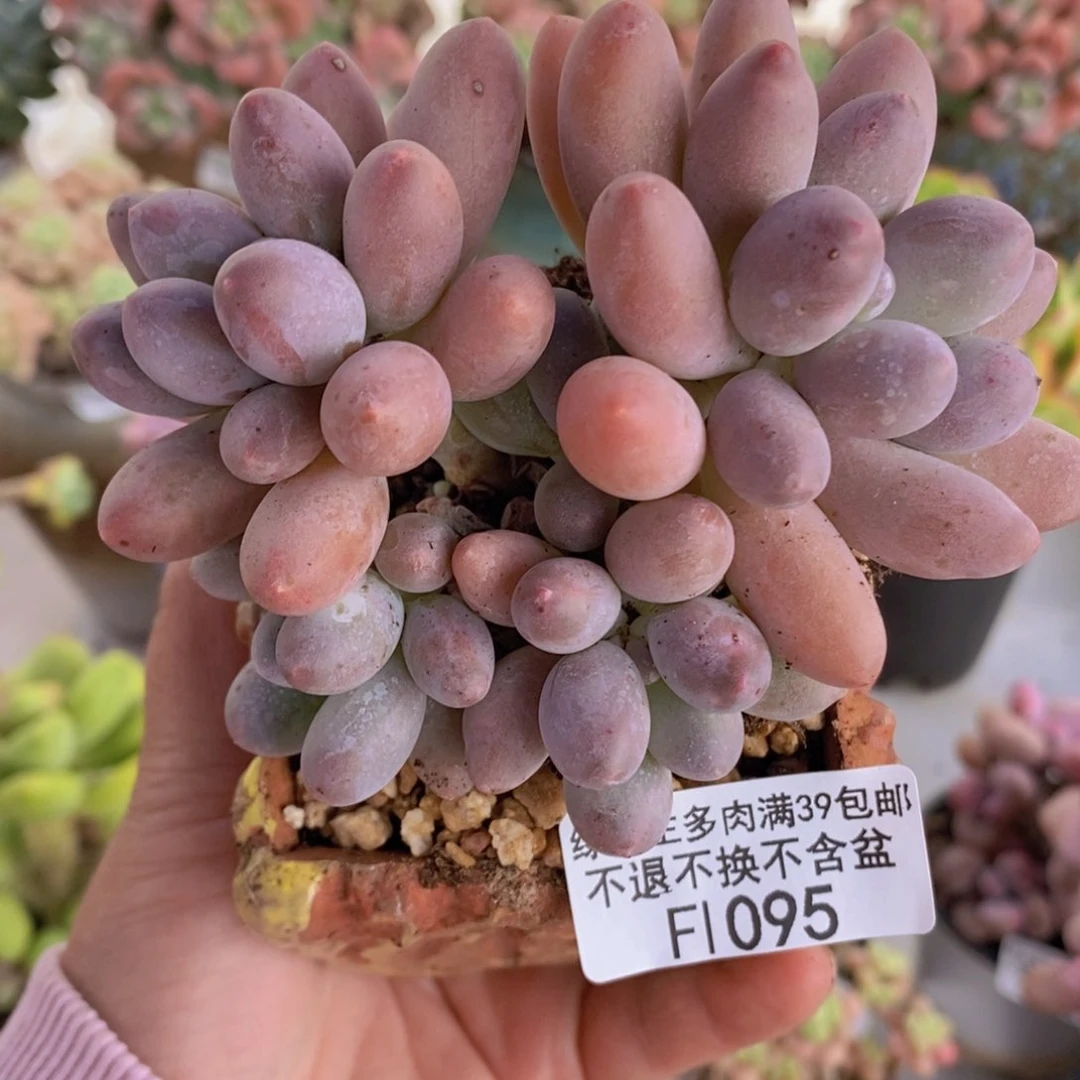 汤圆9cm1095多肉植物