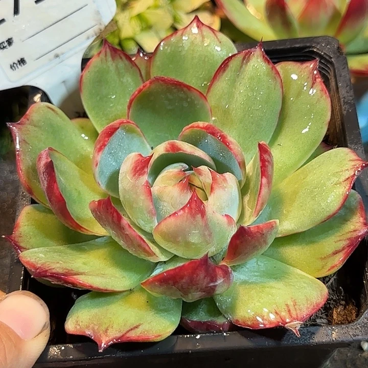 惊鸿一物一拍包装收缩花旱711