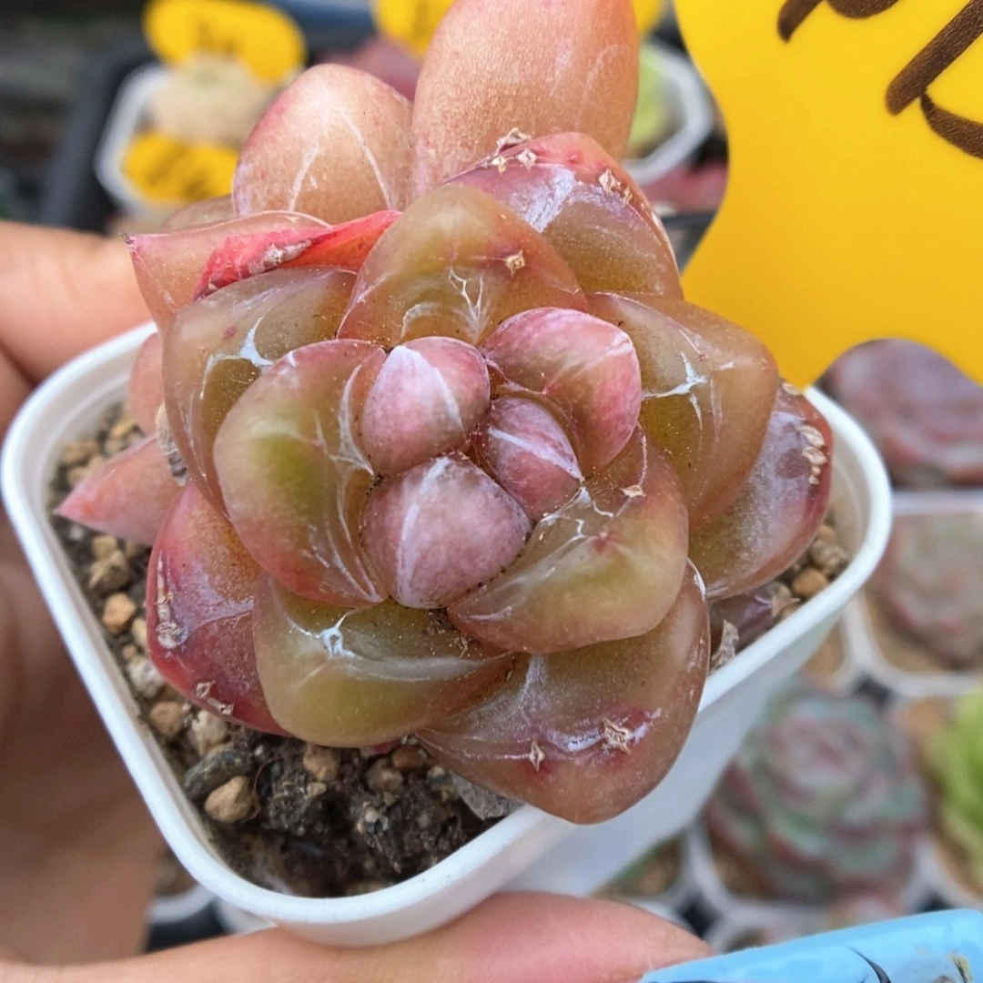 粉钻心珍妮微瑕可拍4758号