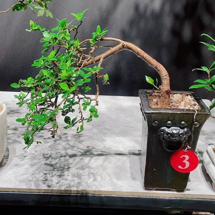 ****g无花朵栀子花包邮哦哦哦