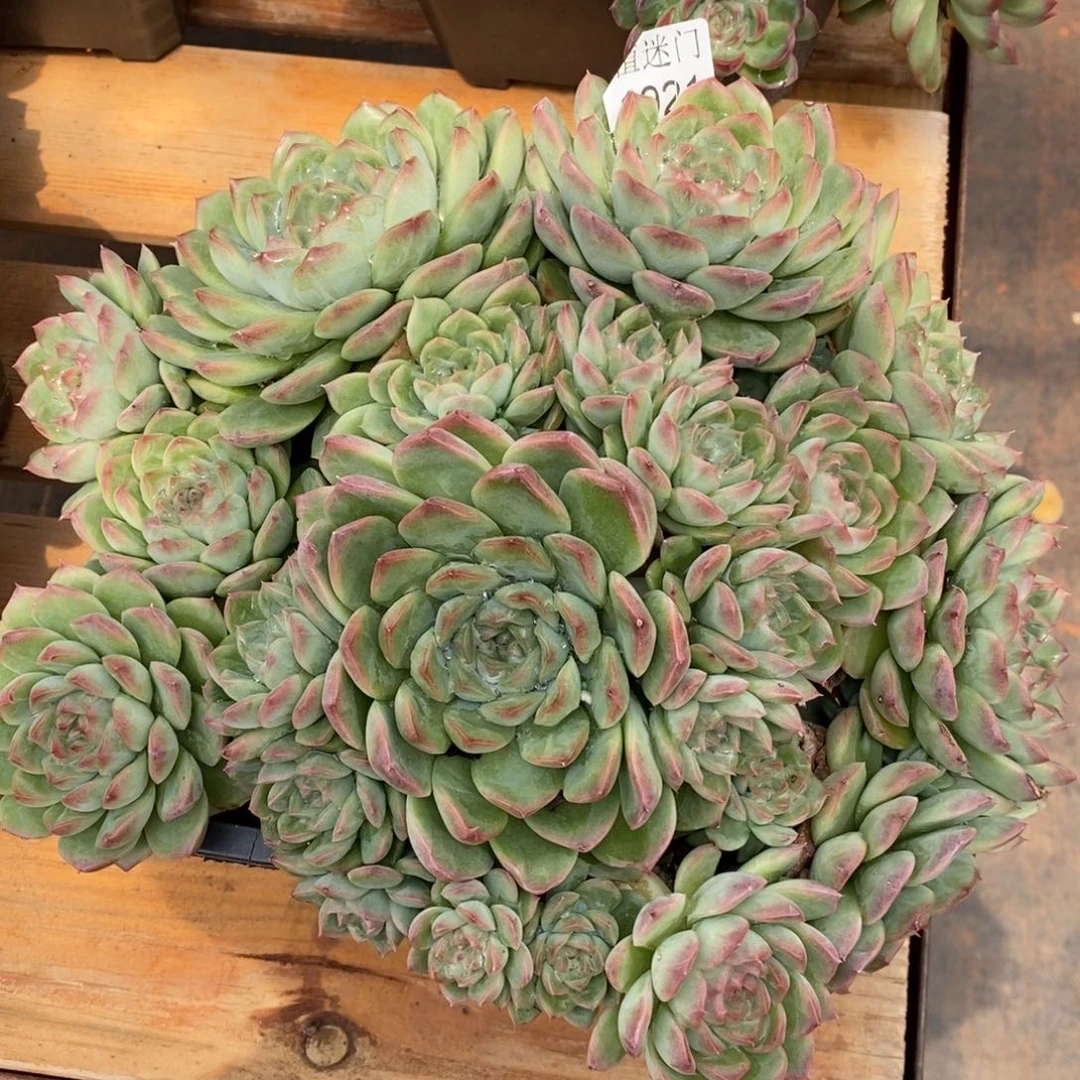 咖***辣杂交精品多肉1921~25厘米