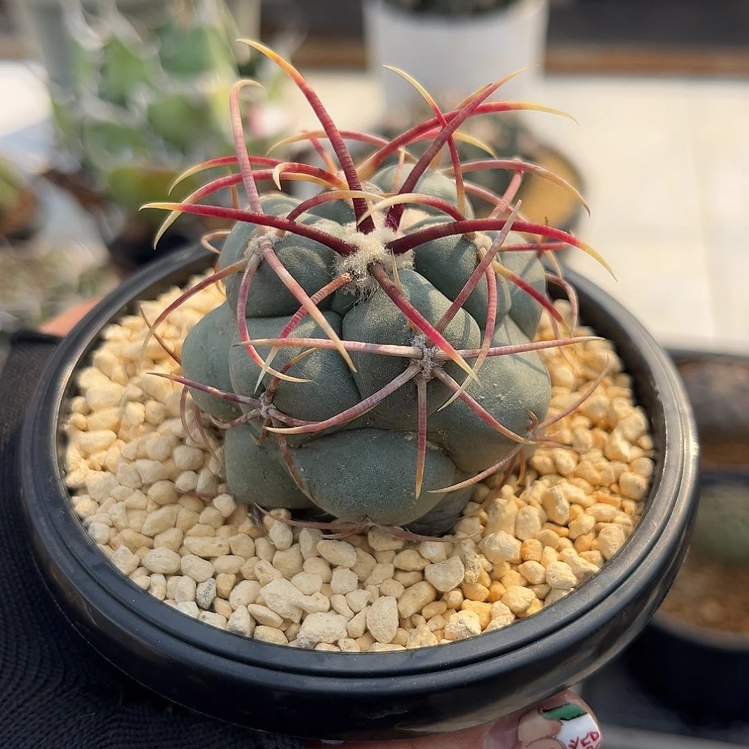 绯冠龙Zzzzzzzzzzzzzz