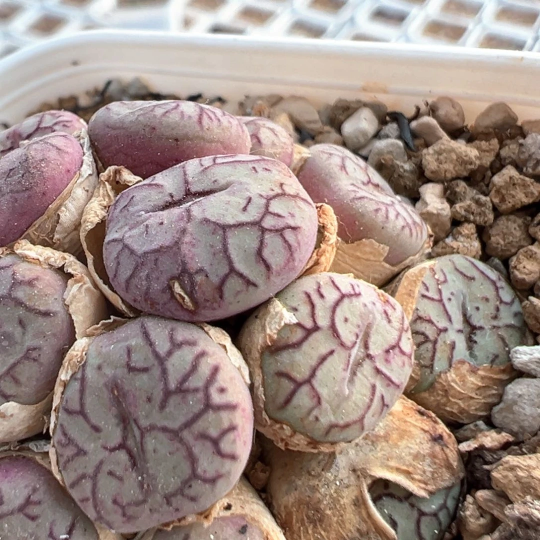 恶****使36多肉植物百科知识