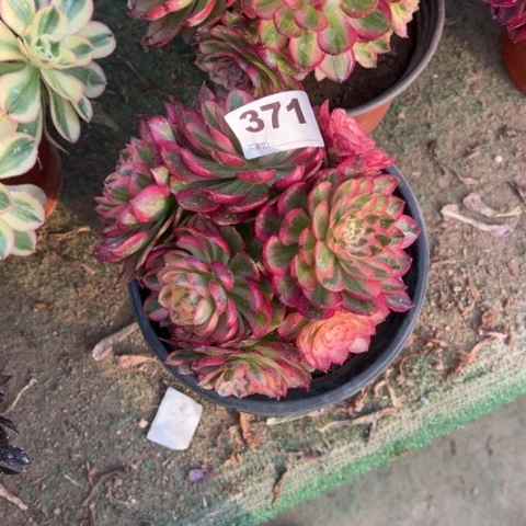 万**一371倾城朵朵多肉