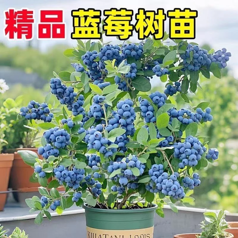 带果带花苞蓝莓F6花香L25花香蓝莓蓝莓盆栽苗蓝莓基地品种正