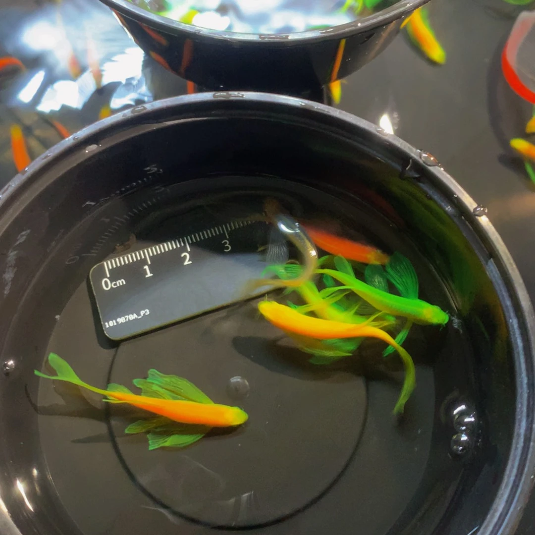 斑马鱼混搭6条4-5厘米