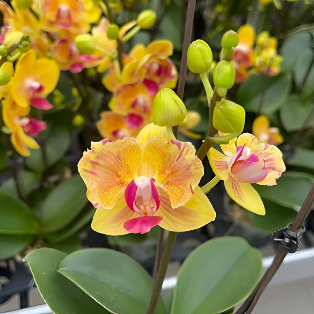 【青春派对蕾丝】无花剑