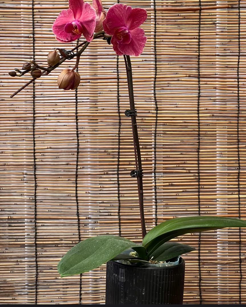 金如意蝴蝶兰年宵花室内观赏