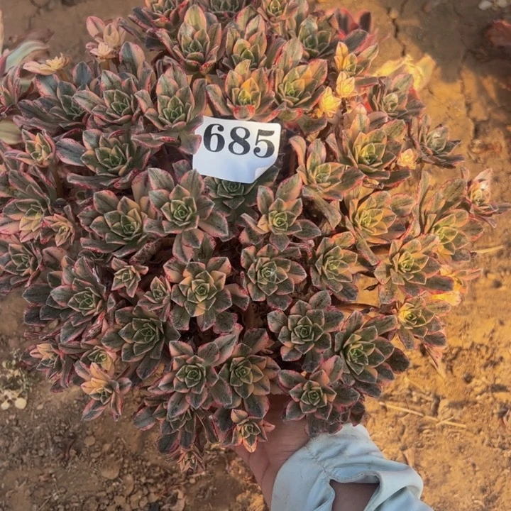 甜茶多肉植物685.