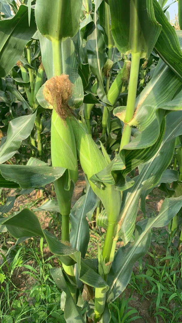 新鲜现摘现发白糯玉米 软糯香甜