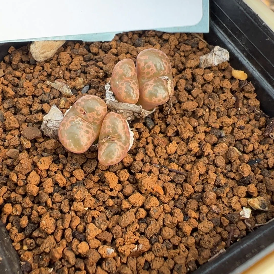 16-194肉锥多肉植物，
