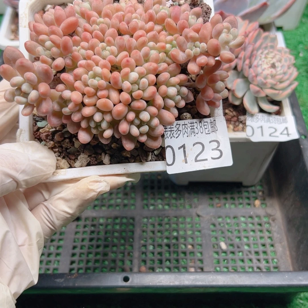 多肉一物＿拍植物0123