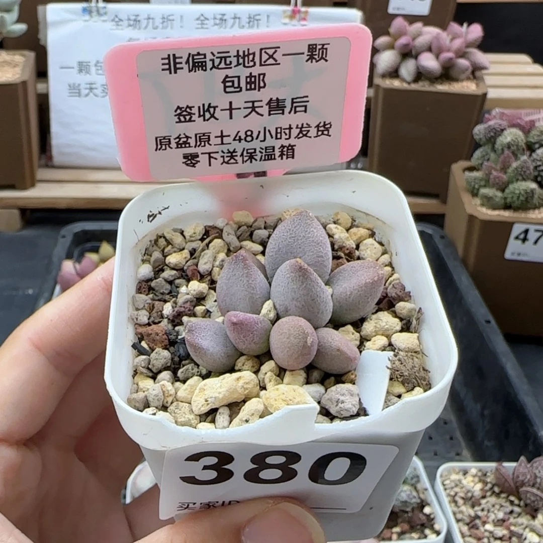 380哈弗多肉植物