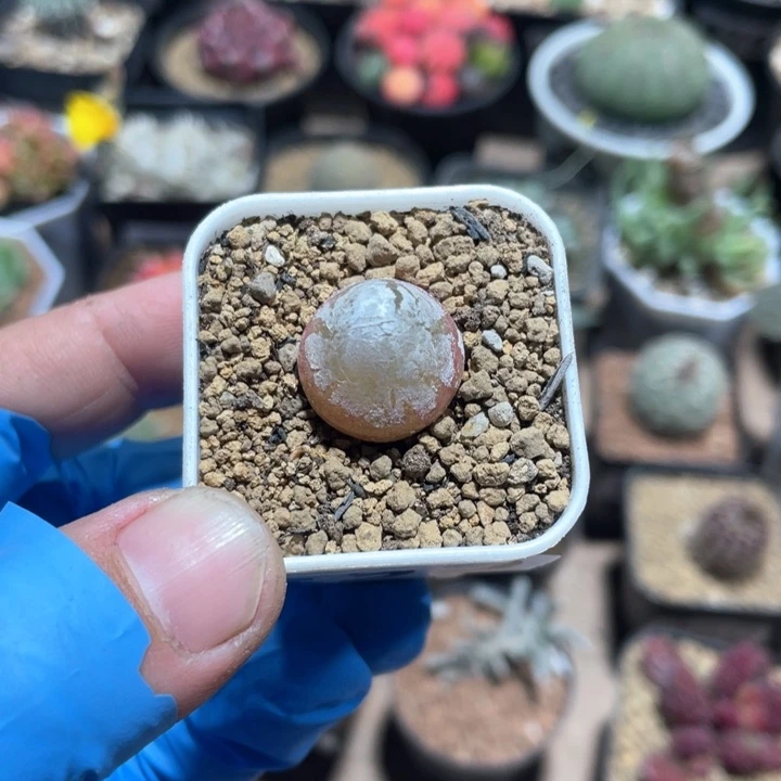 龙****）639灯泡植物一颗