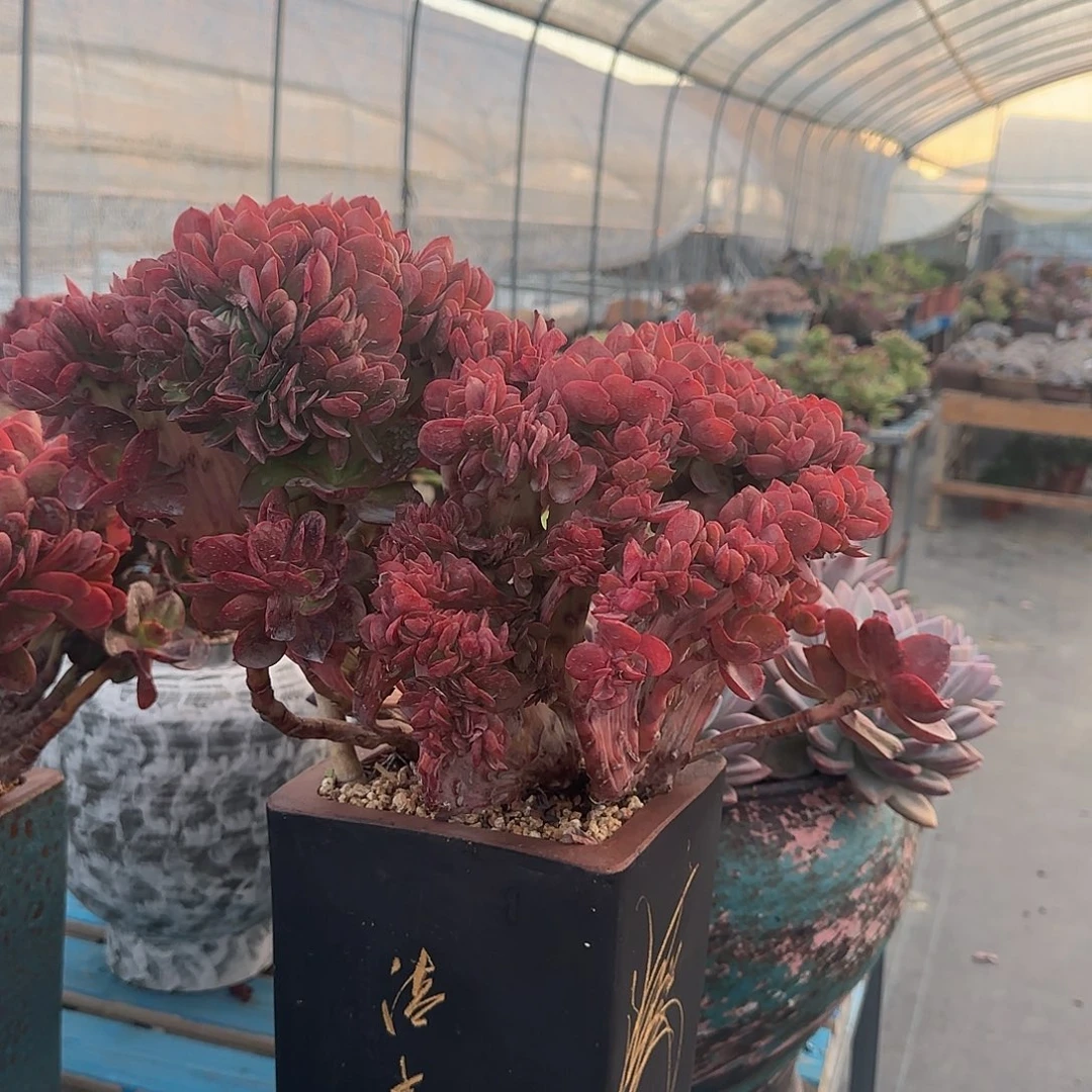 一物一拍，若桃带盆