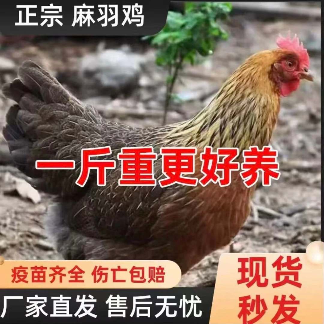 永泰土鸡公母可选发8只一斤左右散养绿壳蛋宠物鸡红瑶鸡【凉快】