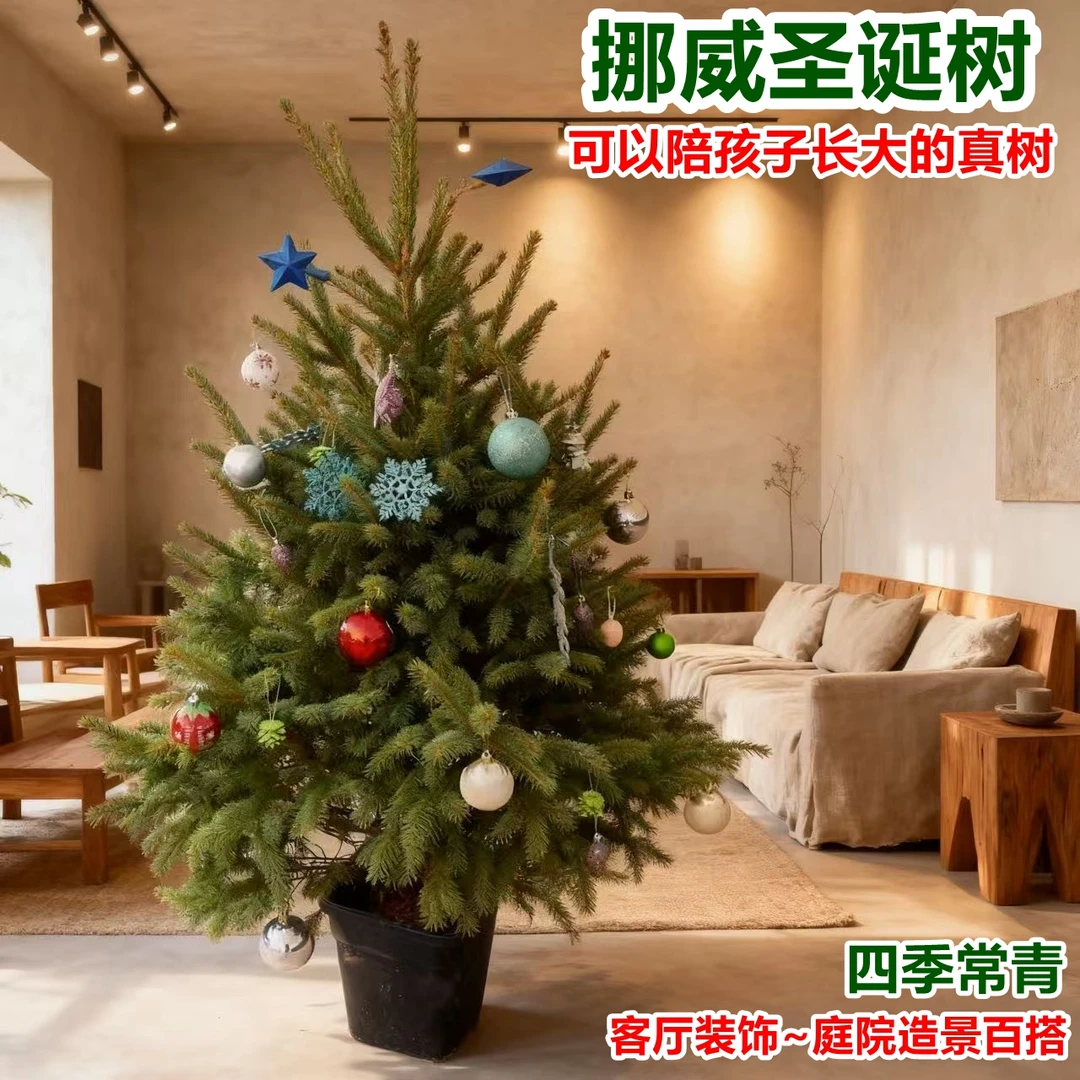 圣诞树南洋杉盆栽云杉树树苗花卉绿植室内大型客厅庭院好养易活