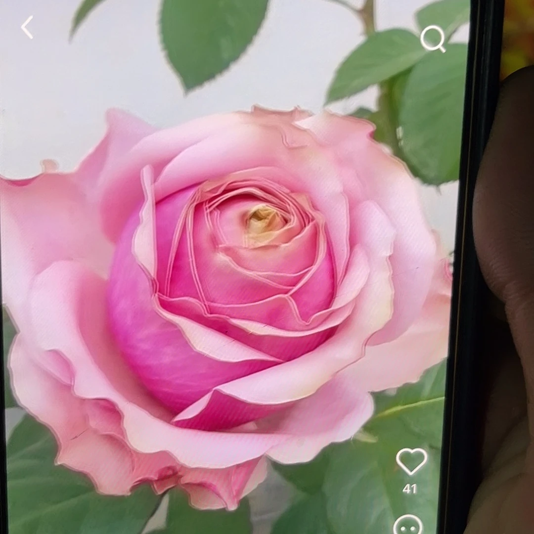 无花朵——-情绪漩涡大苗