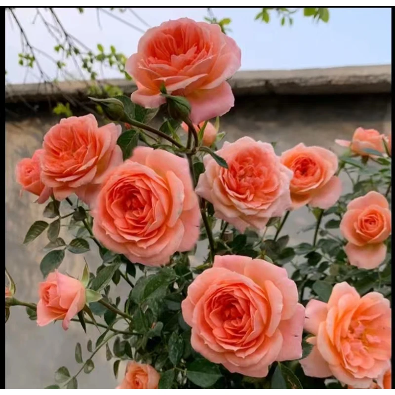 【甜梦】1.5米爬藤月季藤本花苗四季开花庭院阳台花卉盆栽地栽