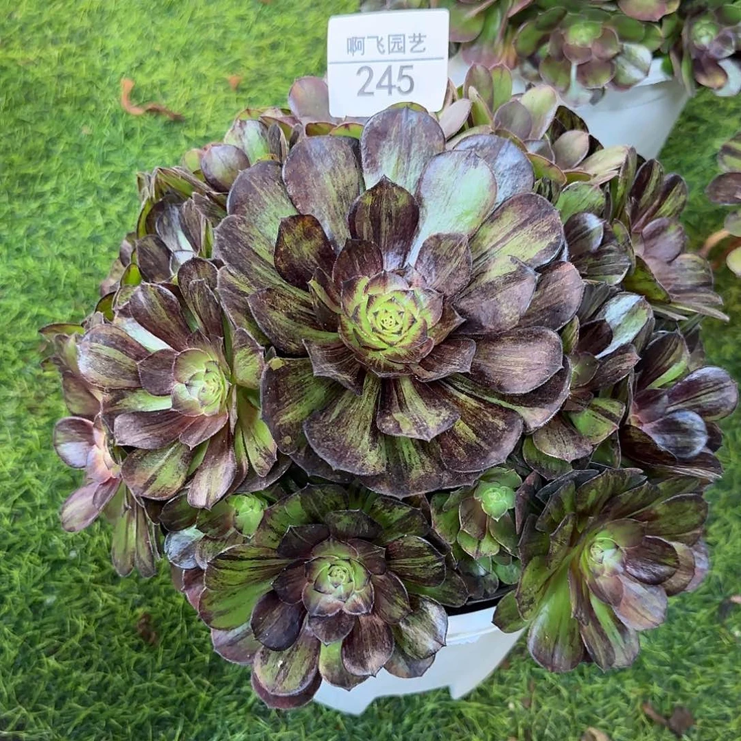 245多肉 墨染法师福利