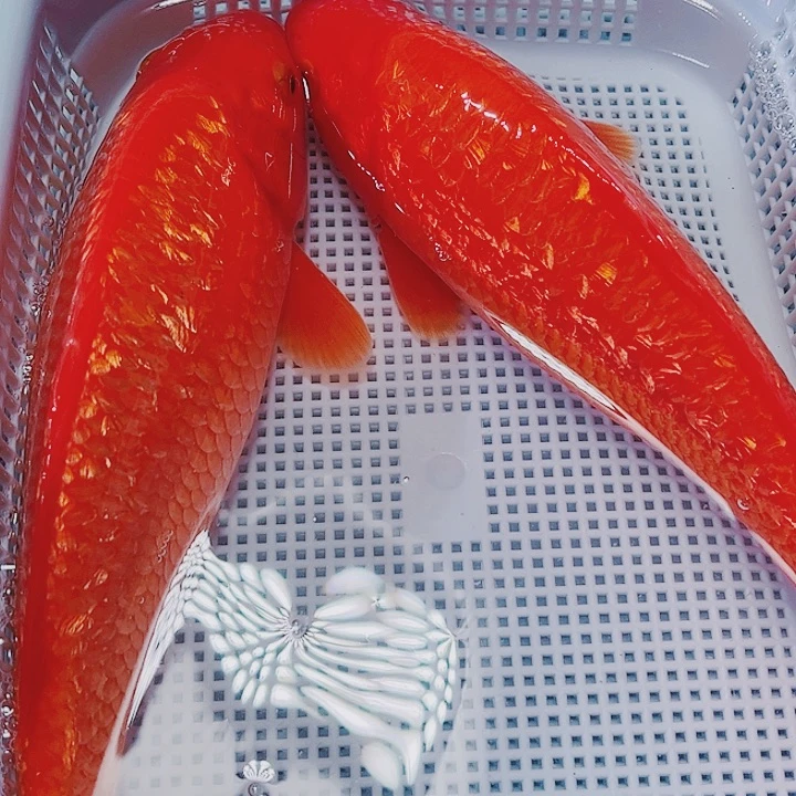 海水鱼锦鲤观赏鱼