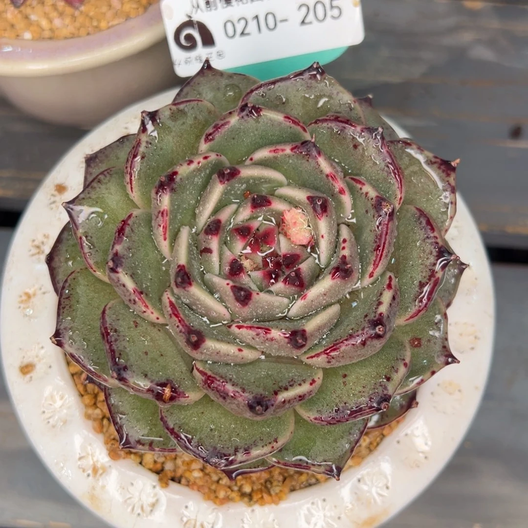 从前慢多肉精选编号0210.205